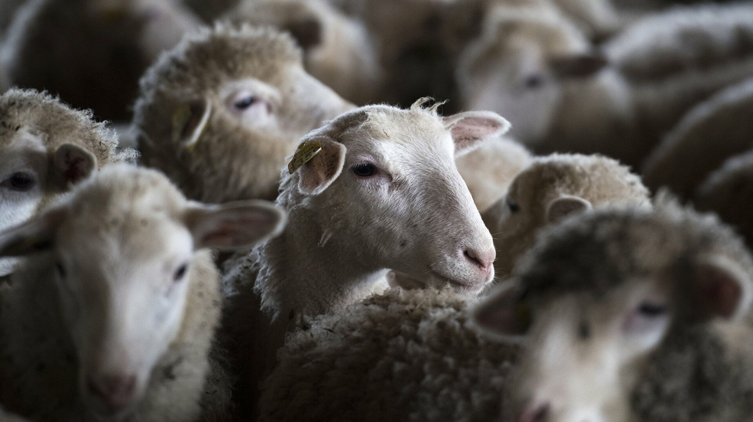 В Одесской области в результате пожара погибли 180 овец (фото) «фото»
