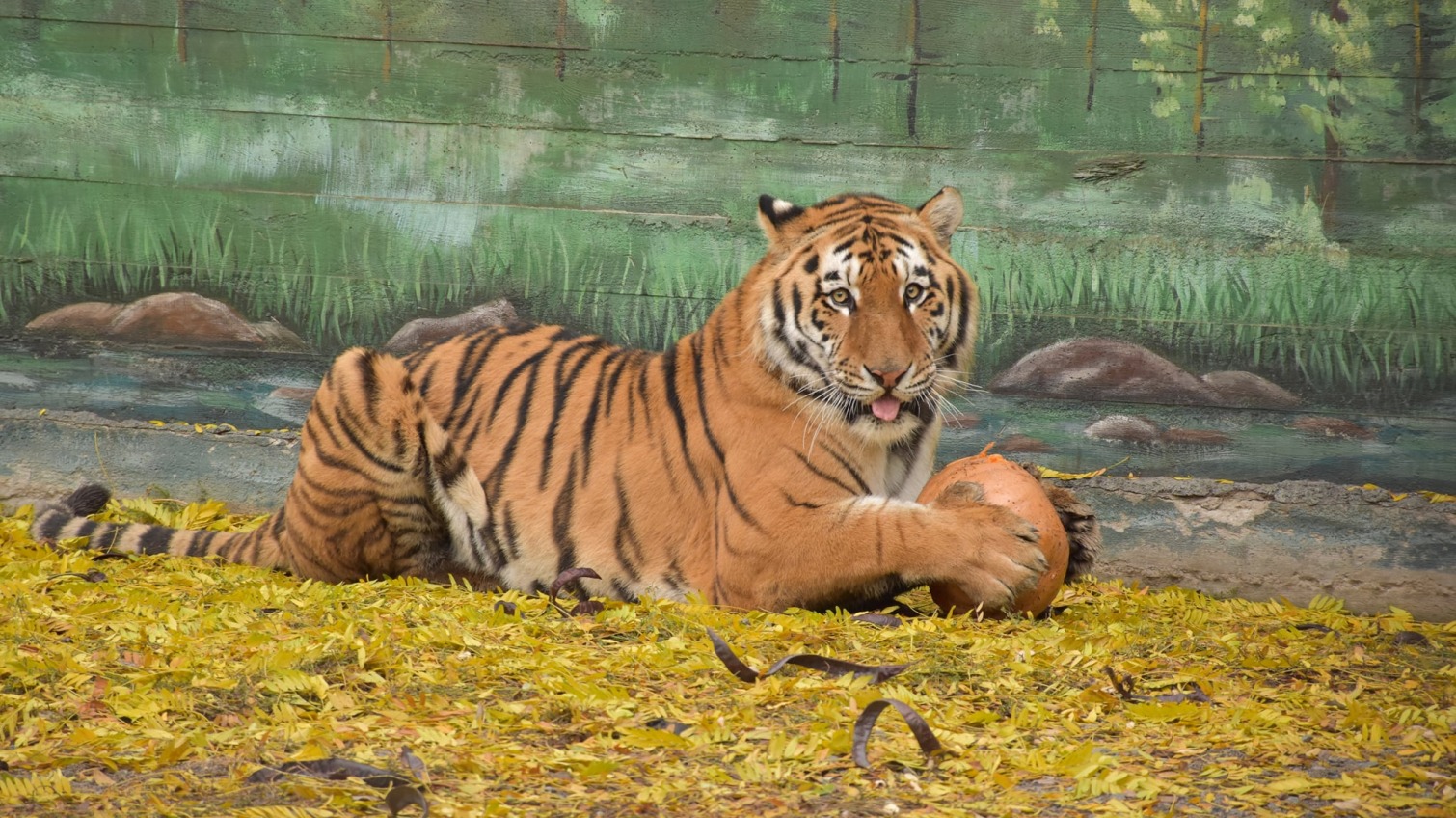 В Одесском зоопарке тигров угостили тыквами с мясом (фото) «фото»