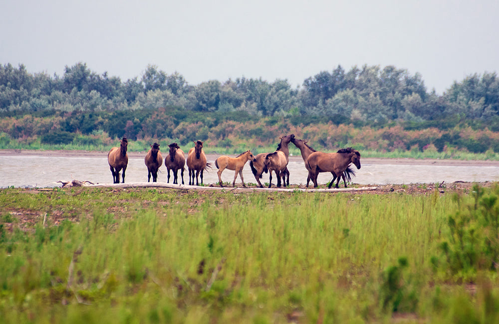 У диких лошадей в дельте Дуная появилось пополнение (фото) «фото»