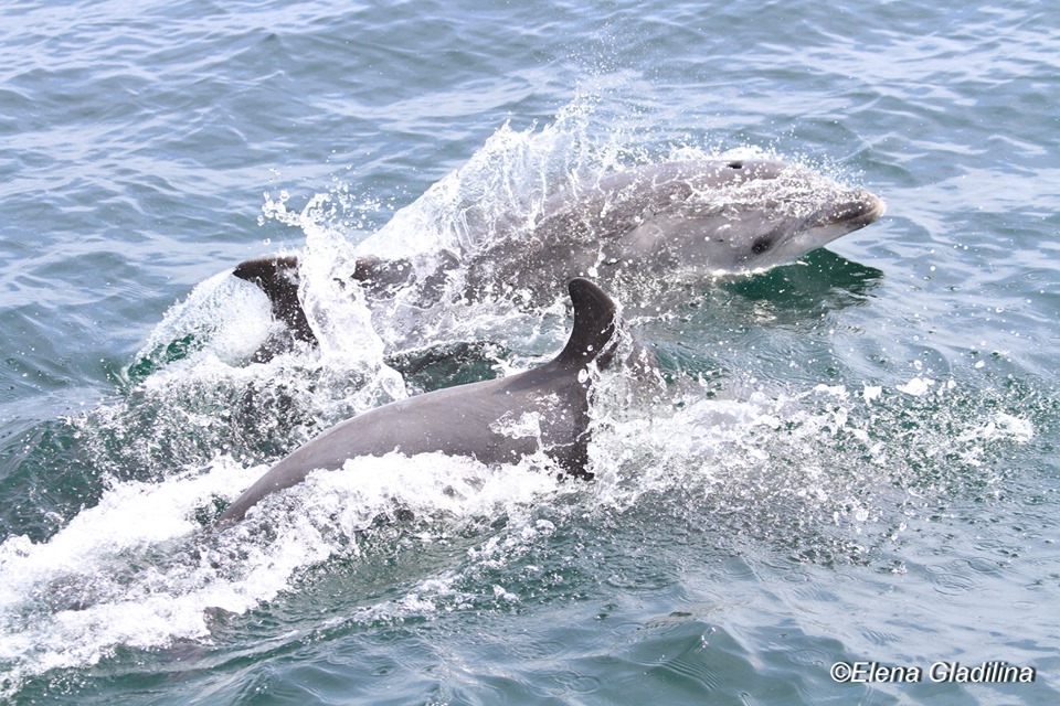 Утром на Ланжероне видели пару дельфинов (видео) «фото»