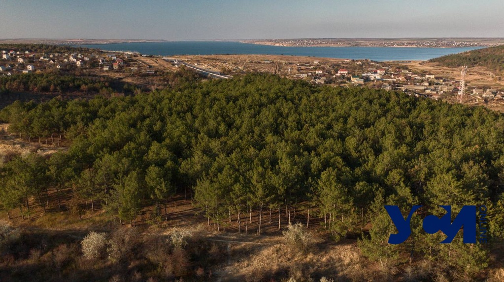 В лесах Одесского региона установят видеонаблюдение «фото»