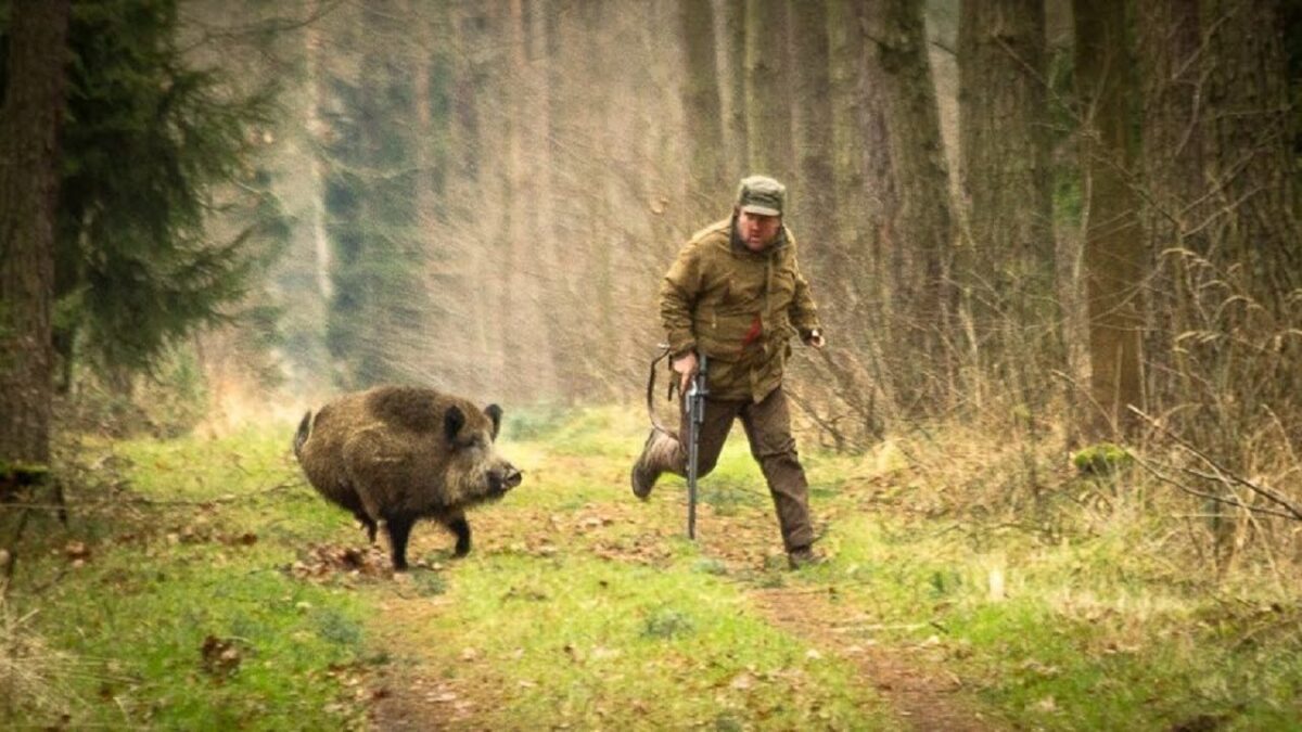 В Одесской области началась охота на кабана «фото»