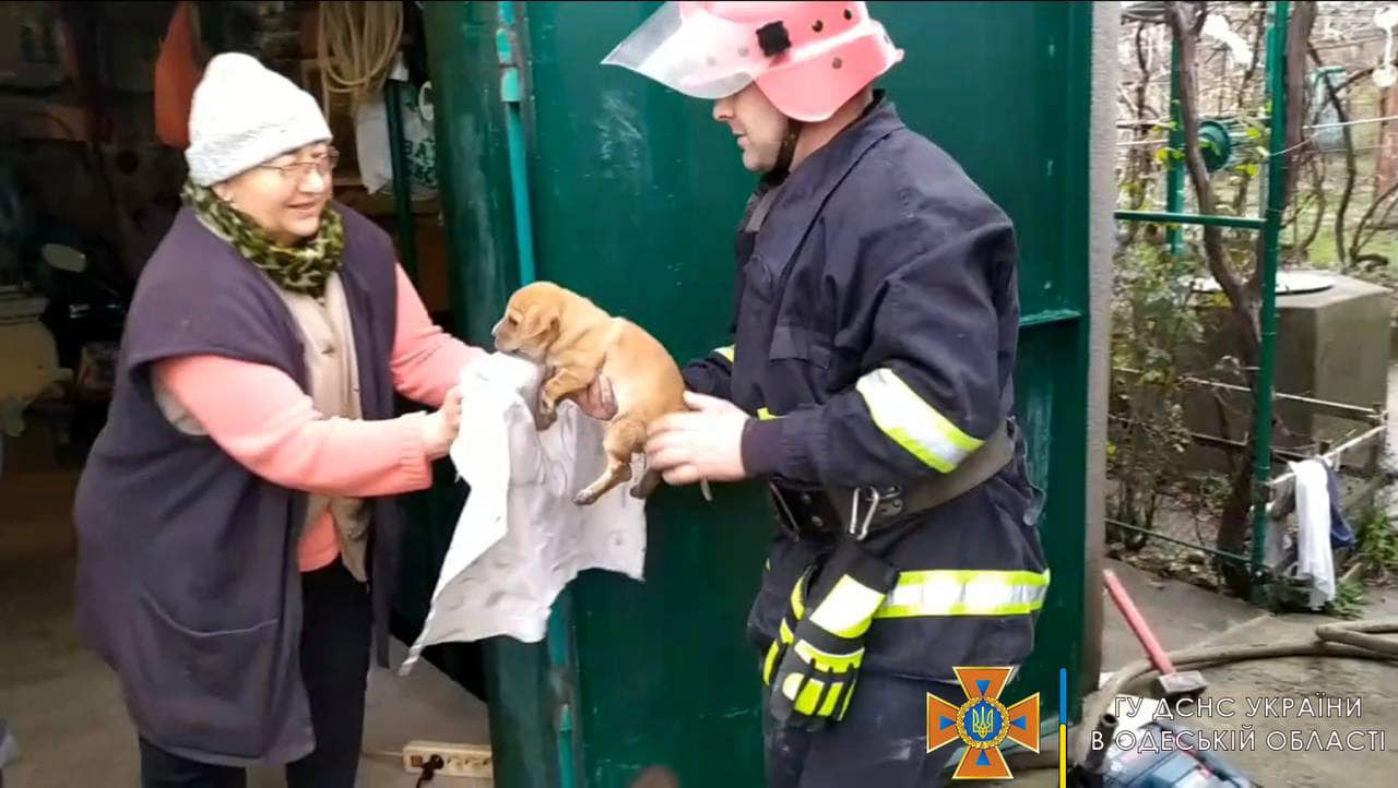 В Аккермане спасатели извлекли щенка из ливневки, взломав бетон (фото) «фото»
