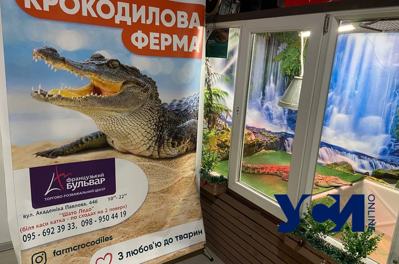 На “ферму с крокодилами” в одесском ТЦ зоозащитники вызвали полицию (фото) «фото»