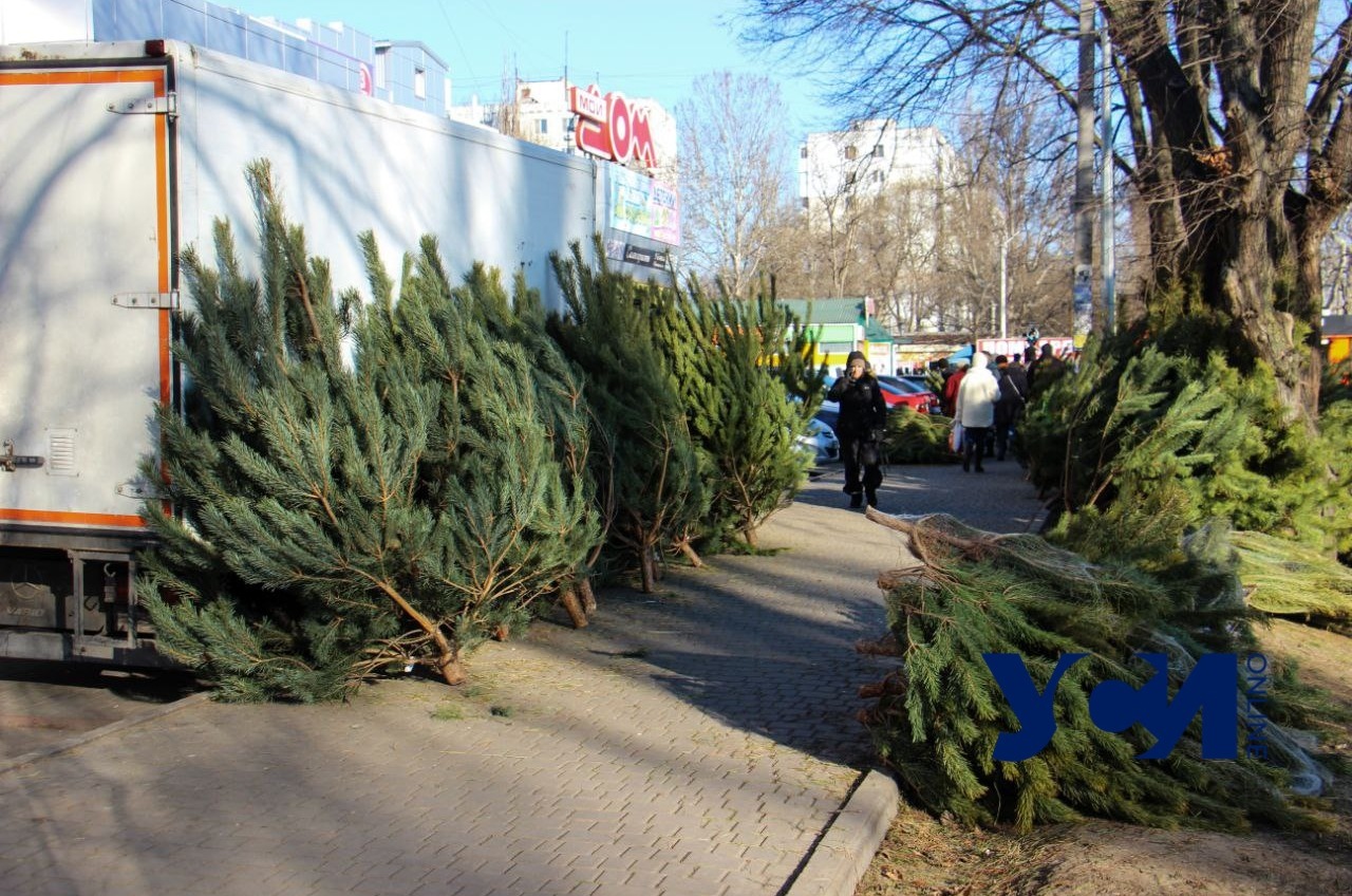 В Одессе рассказали, куда нести елку после праздников (адреса) «фото»