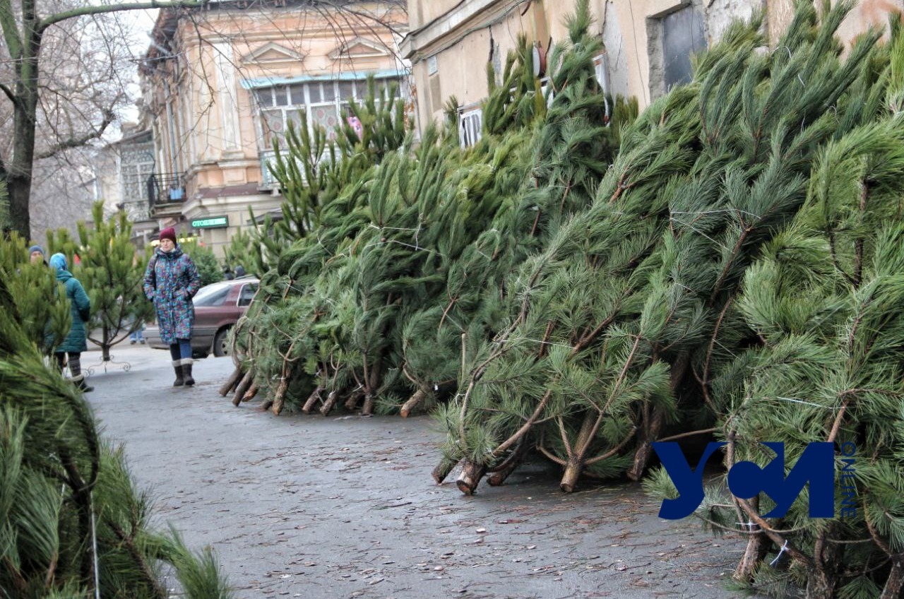 В Одессе открылись первые елочные базары: сколько стоят деревья (фото) «фото»