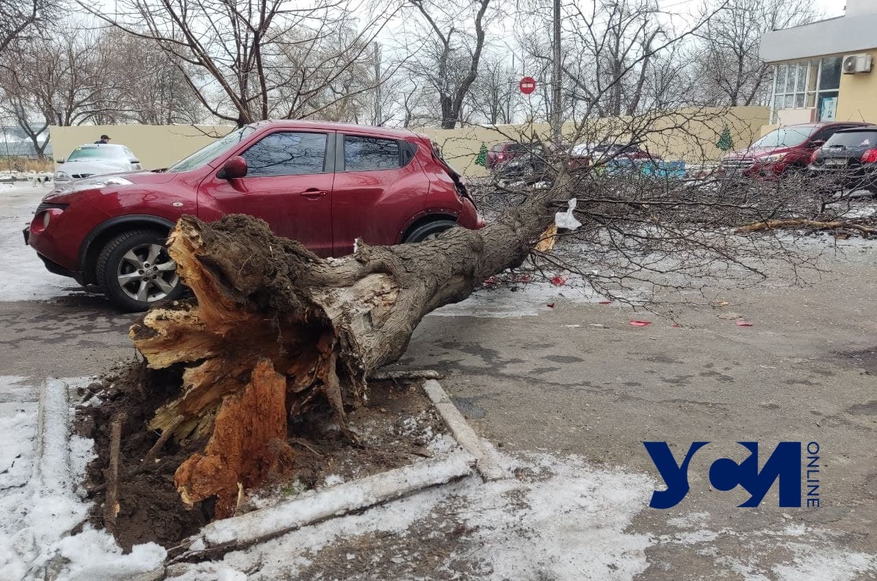 В центре Одессы огромное дерево рухнуло на автомобиль (фото) «фото»