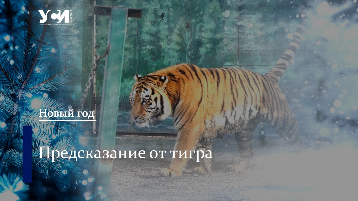 Новогоднее гадание УСИ: одесский тигр сделал свой прогноз (видео) «фото»