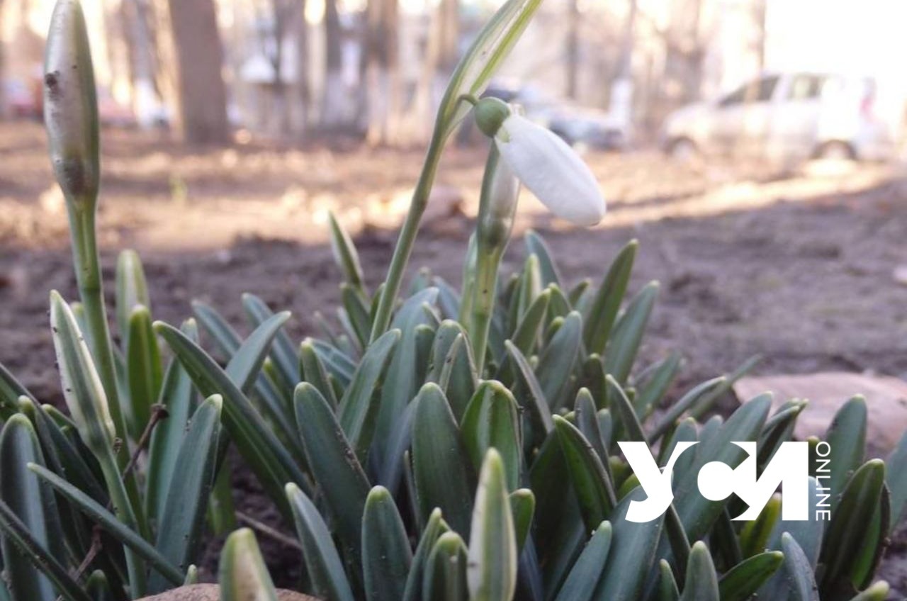 Весна в январской Одессе: на Черемушках распускаются подснежники (фото) «фото»