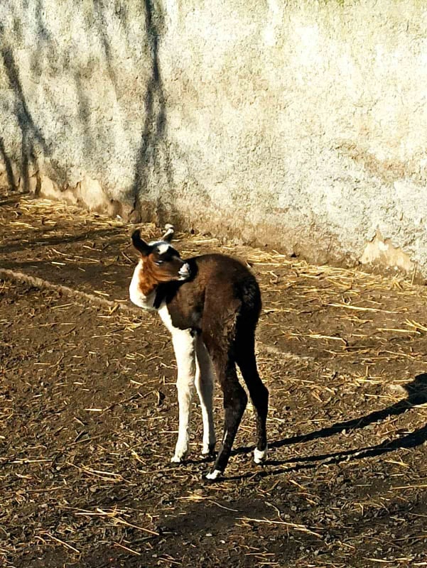 В Одесском зоопарке родилось первое животное в 2022 году (фото) «фото»