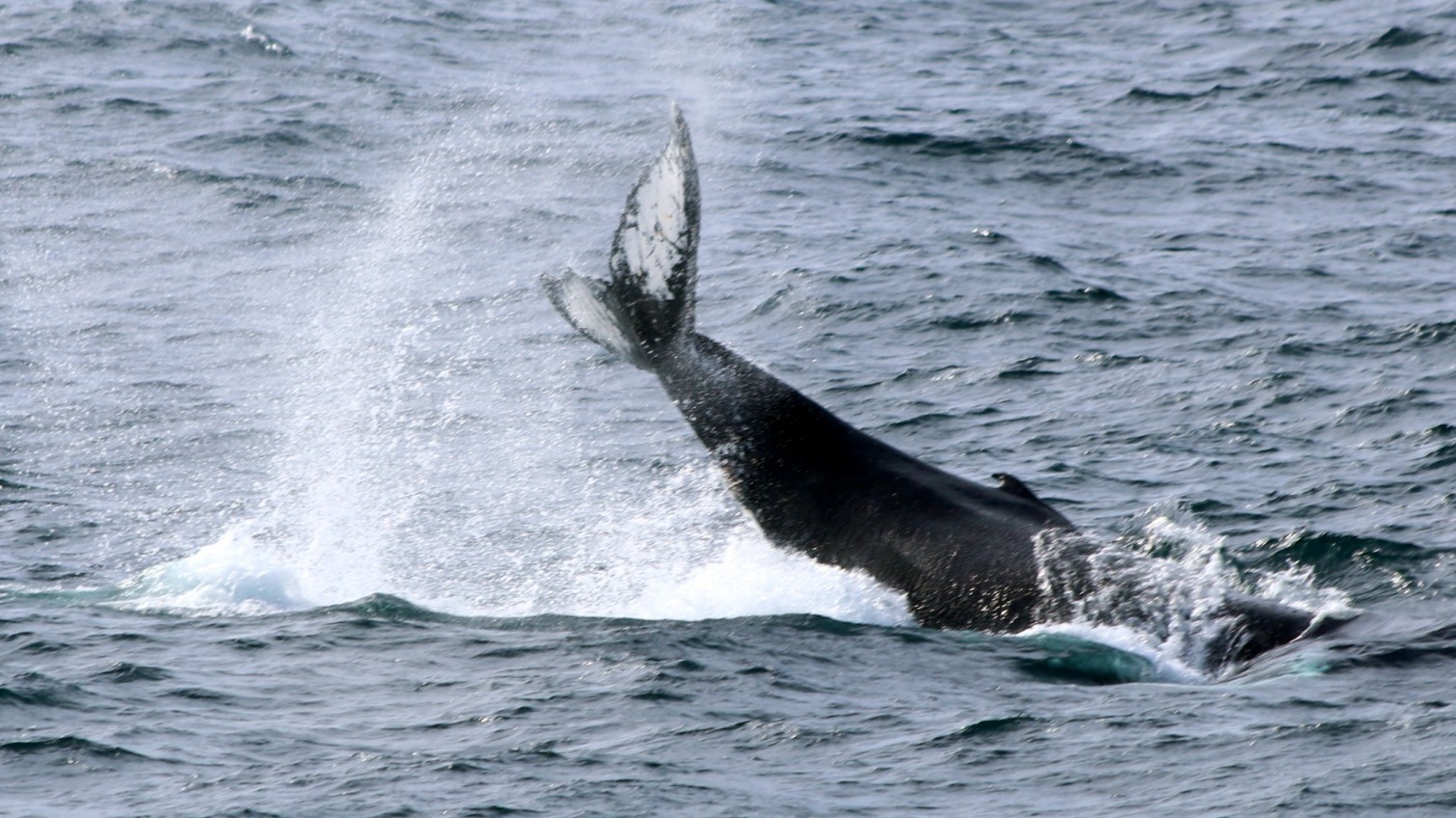 Ученые из одесского центра отыскали более 200 новых китов в Антарктике «фото»