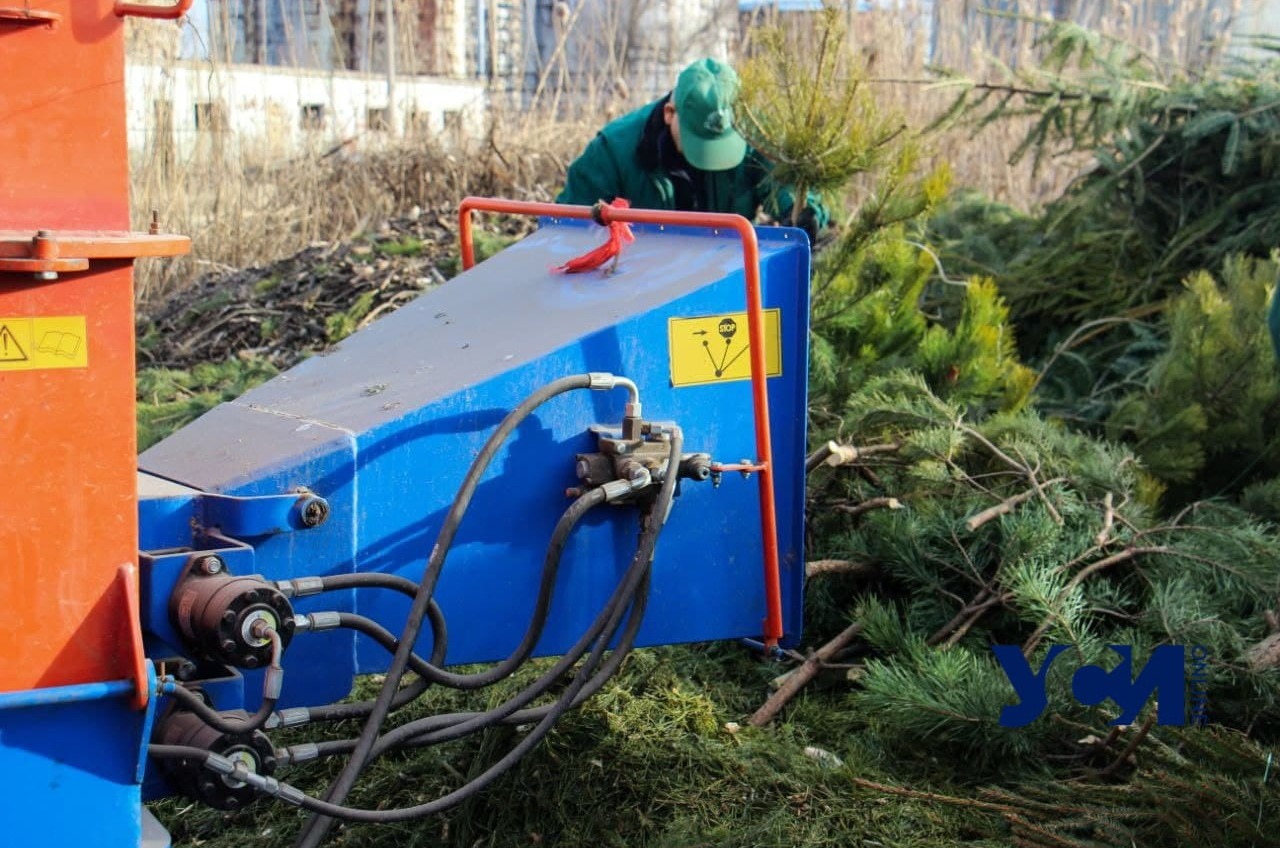 В Одессе новогодние елки превращают в удобрения для городских клумб (фото, аудио) «фото»