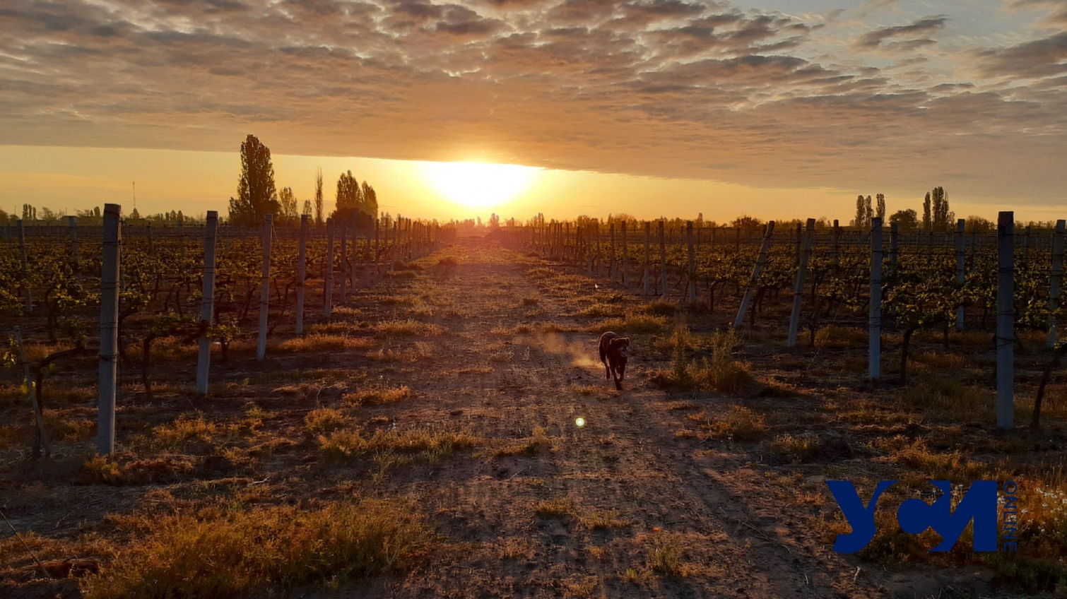 В Одесской области будут производить вина из уникальных сортов винограда «фото»