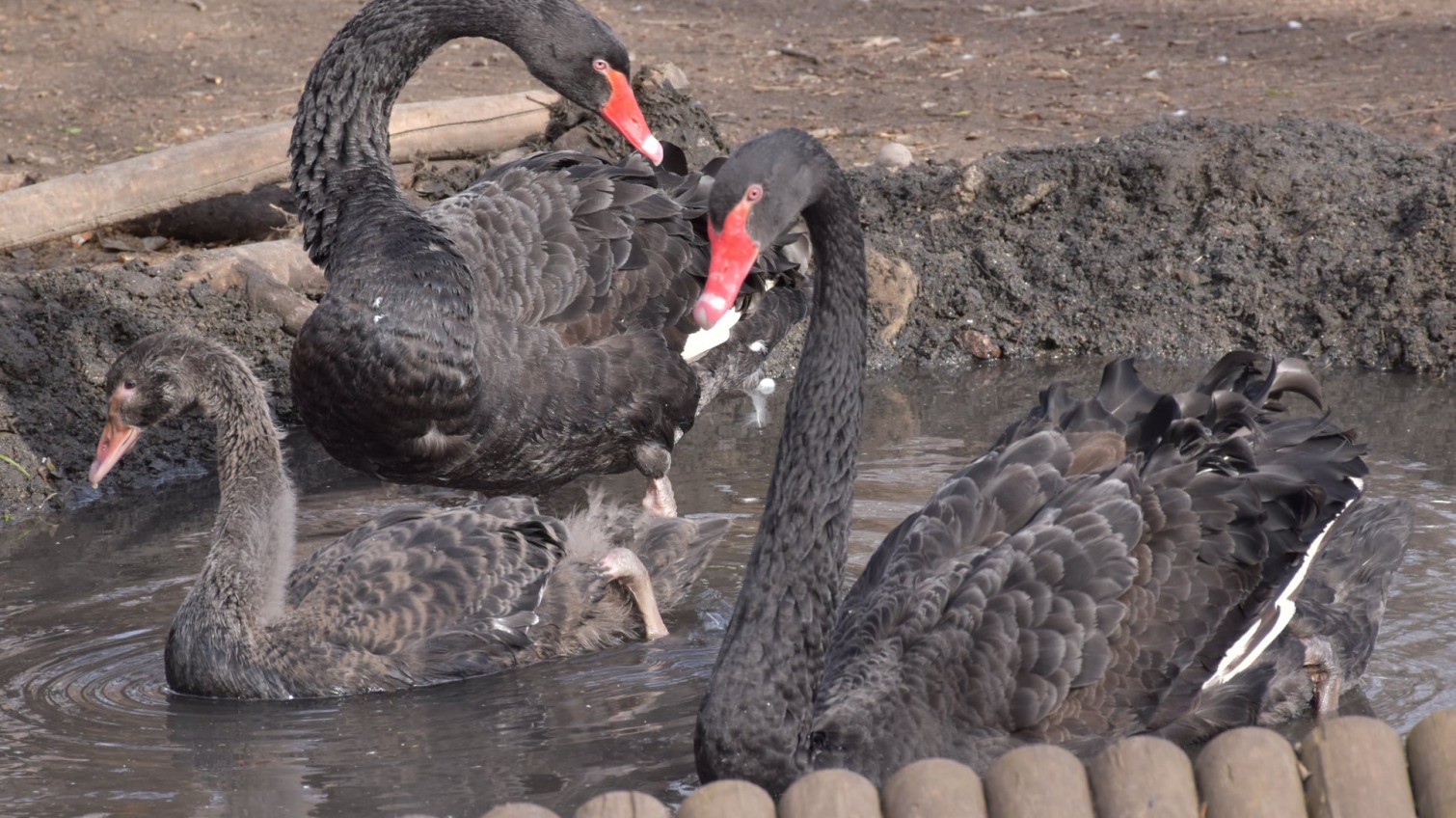 В Одесском зоопарке у черных лебедей появился птенец (фото) «фото»