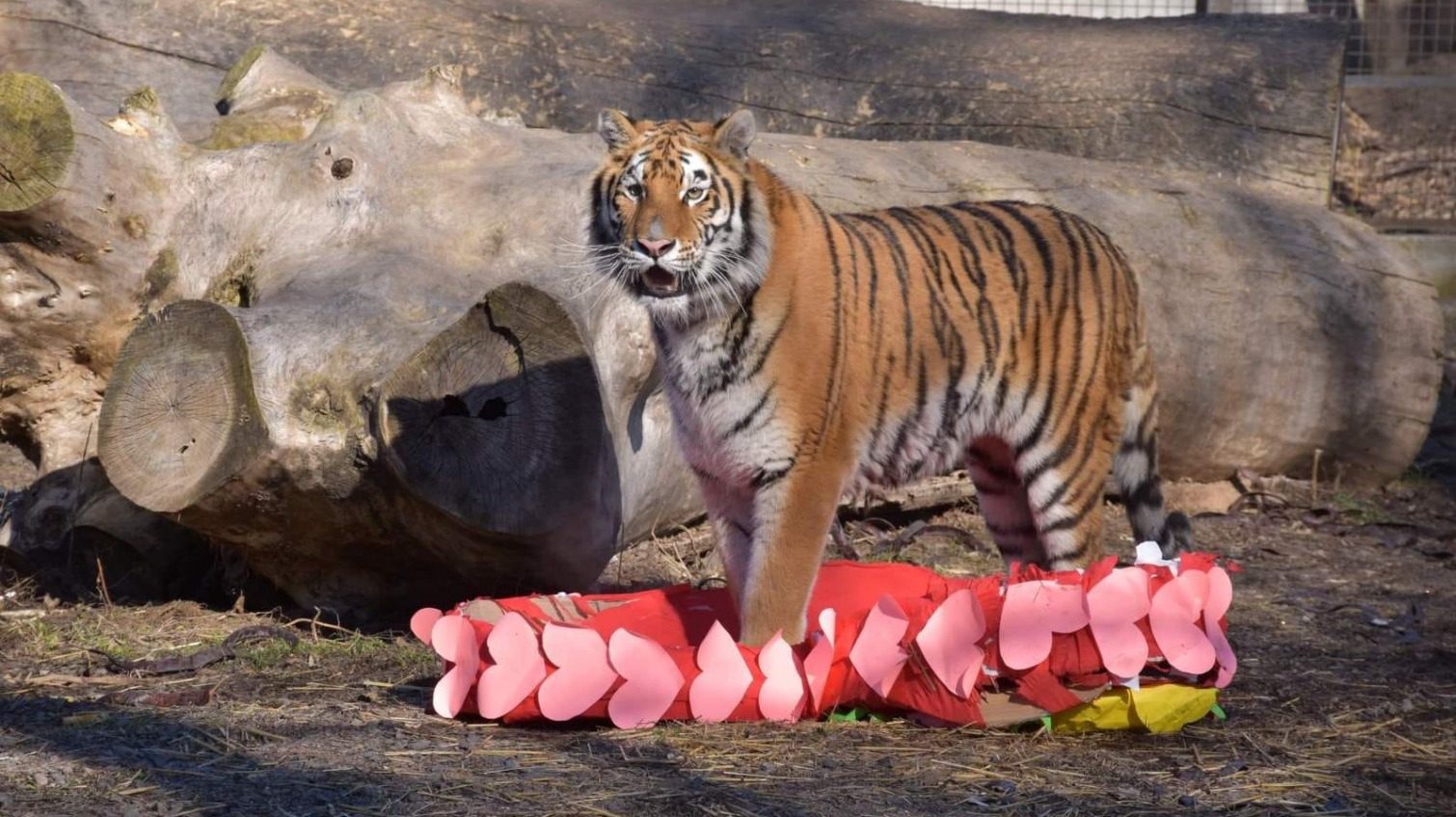 Победили тигры: в одесском зоопарке выбрали пару года (фото) «фото»