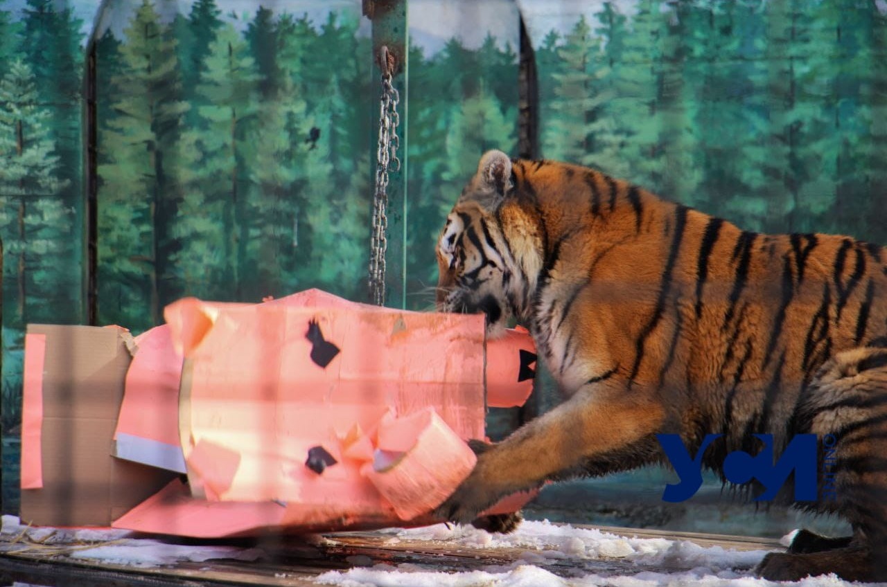 Во время встречи китайского Нового года в Одесском зоопарке тигрица съела “свинью” (фото, видео) «фото»