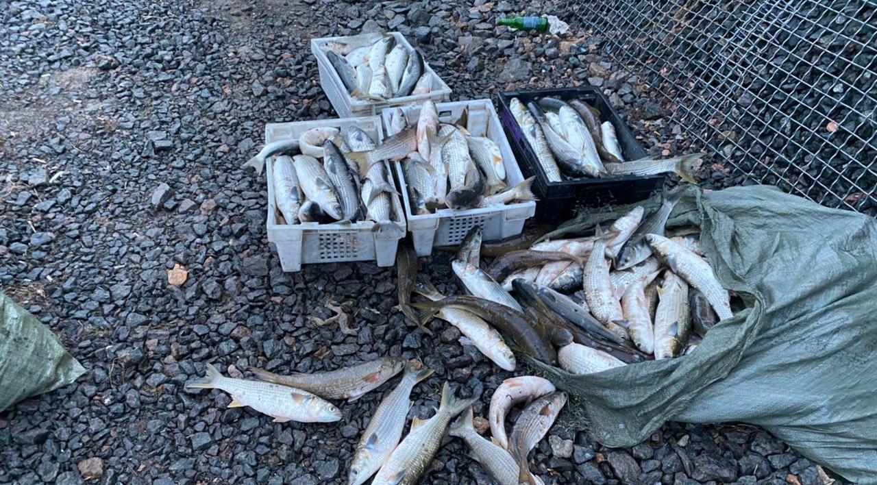 Под Одессой браконьер выловил за ночь почти 200 кг рыбы (фото) «фото»