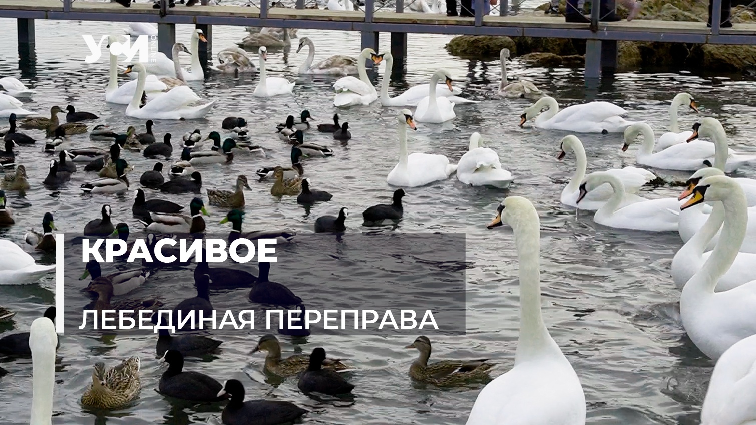 «Лебединое озеро» на переправе в Черноморске (видео) «фото»