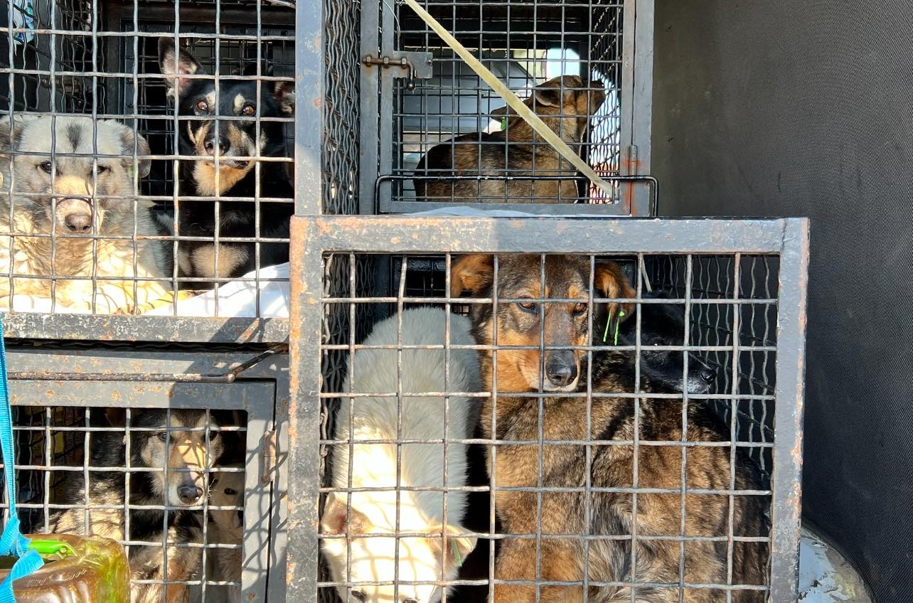 Из Одессы в Германию эвакуировали собак (фото) «фото»