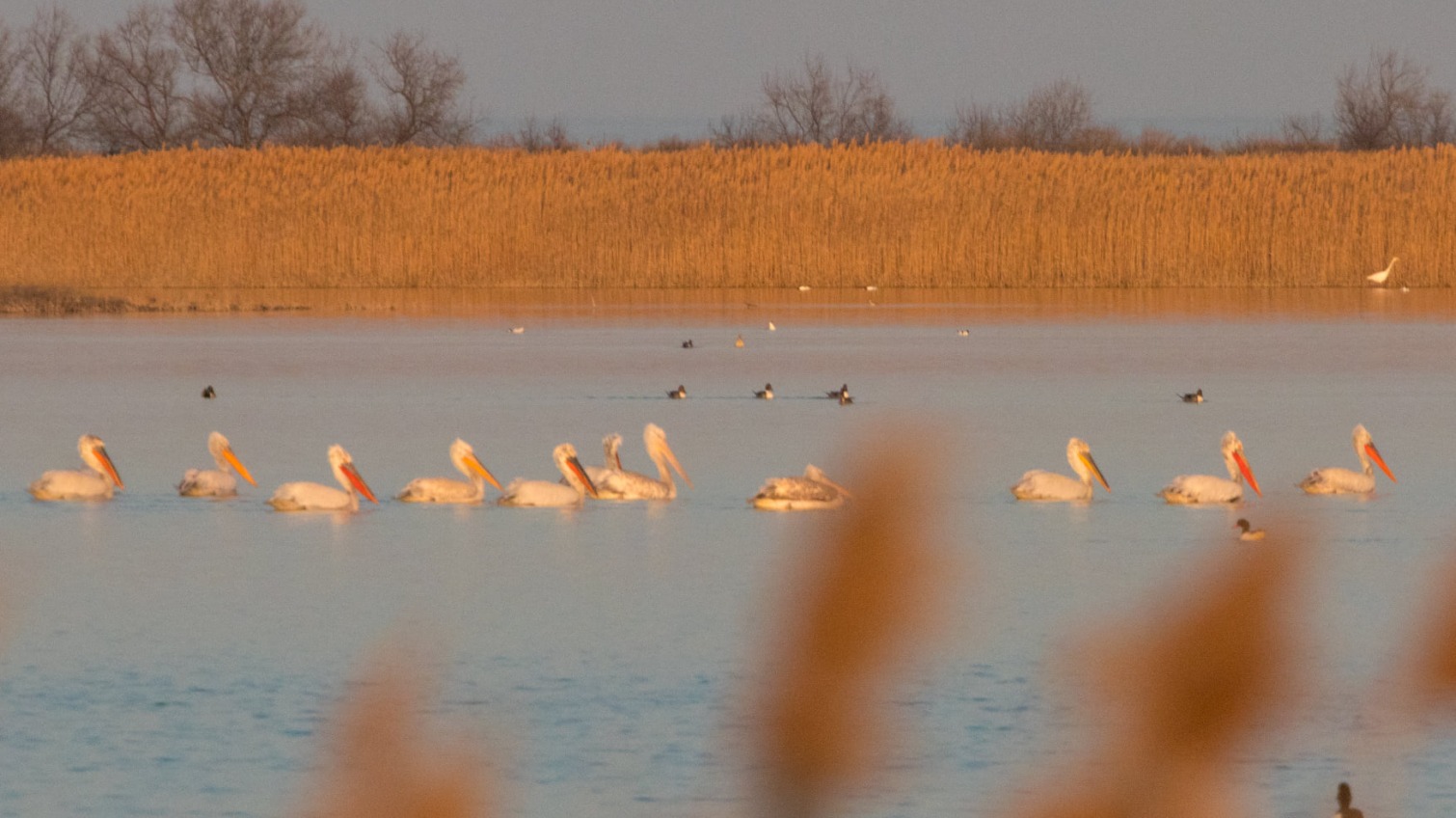 В Одесскую область прилетели редкие пеликаны «фото»