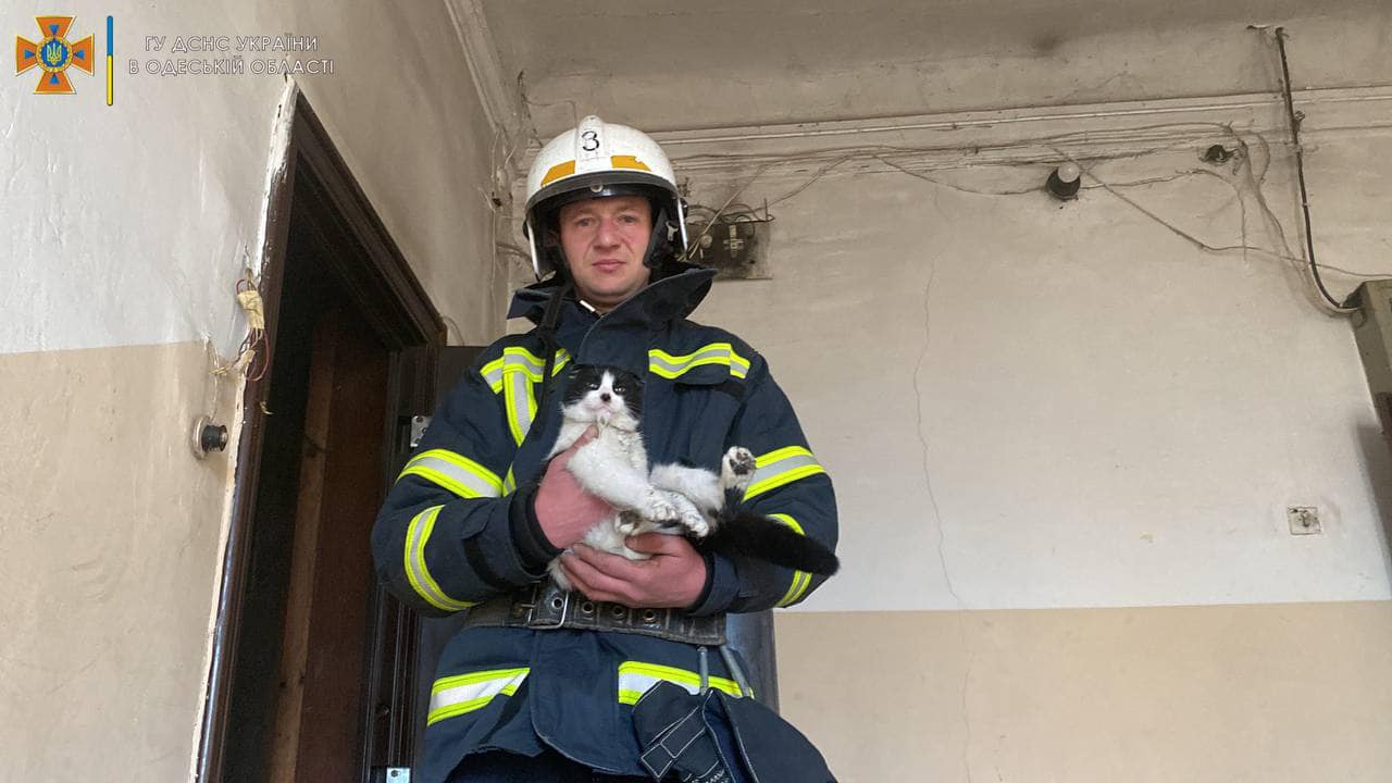 Пожарные спасли котов и грызуна из горящей квартиры (фото) — УСИ Online