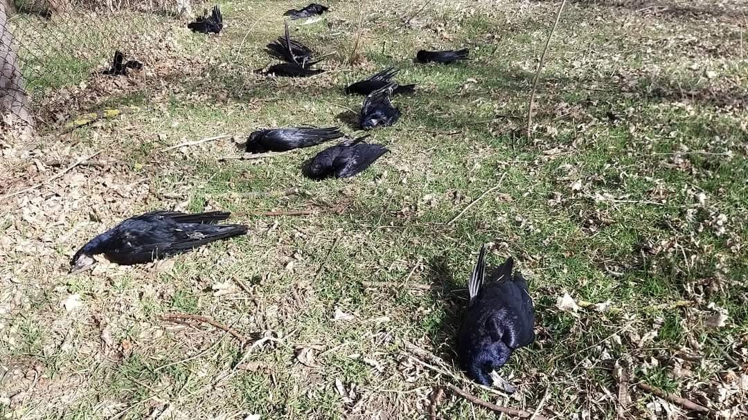 В Одесской области зафиксировали массовую гибель птиц: в чем причина (фото) «фото»