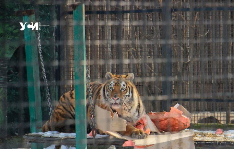 Одесский зоопарк открывает свои двери для посетителей «фото»