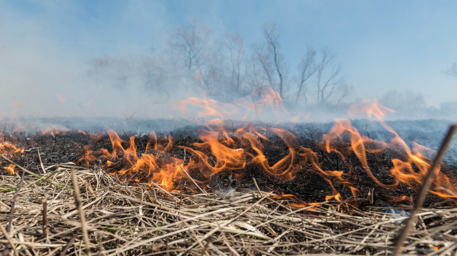 В Одесской области происходят массовые поджоги сухой травы «фото»