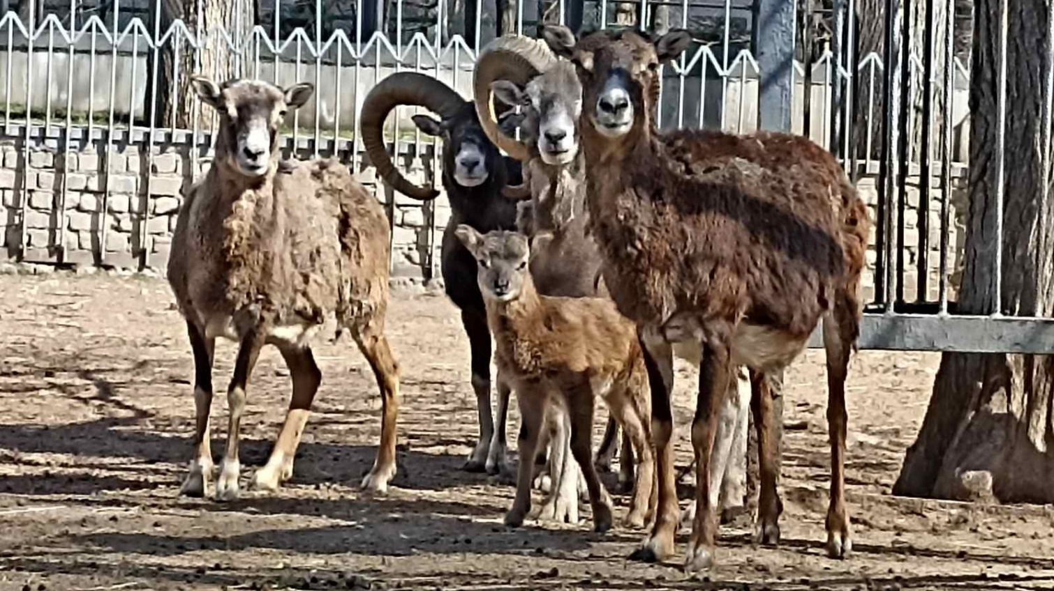 В Одесском зоопарке родились муфлоны (фото) «фото»