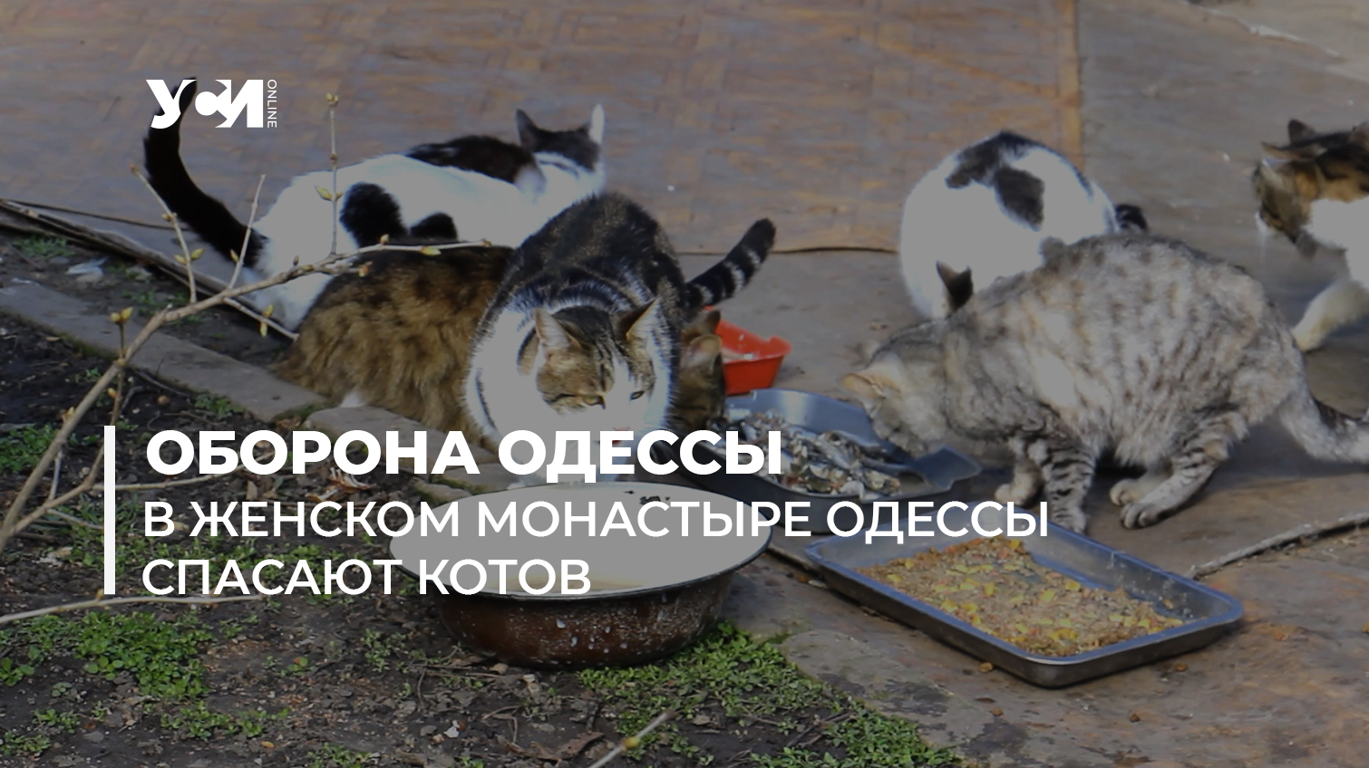 В женском монастыре Одессы спасают котов, оставленных хозяевами (фото, видео) «фото»