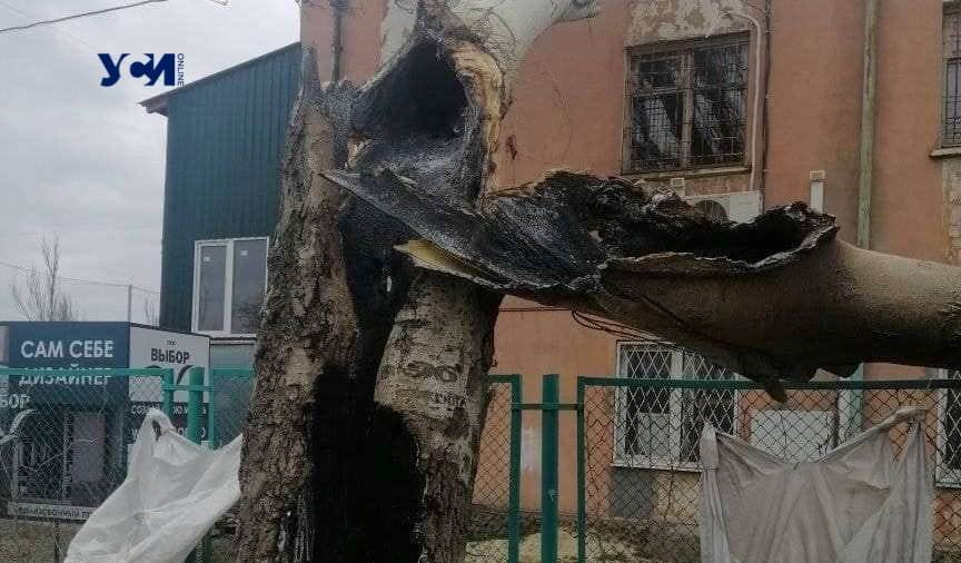 В Лузановке от прилетевшего осколка выгорело дерево на территории футбольной школы (фото) «фото»