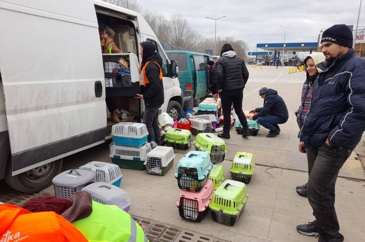 Одесские волонтеры вывезли 60 животных в Чехию (фото) «фото»