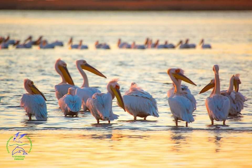 В Одесскую область прилетели розовые пеликаны «фото»