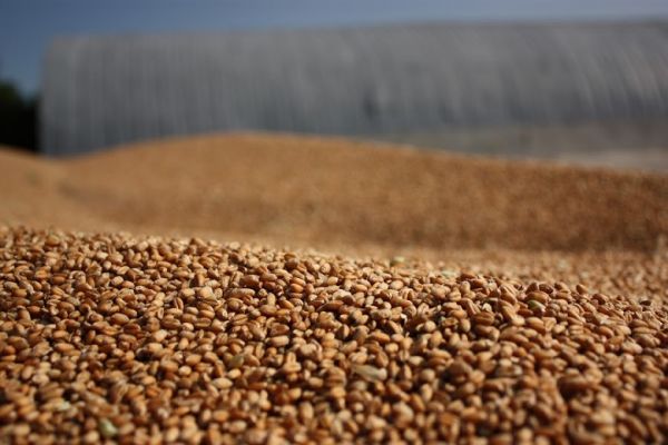 В Одесской области создан стратегический запас зерна, а цены в магазинах будут контролировать «фото»