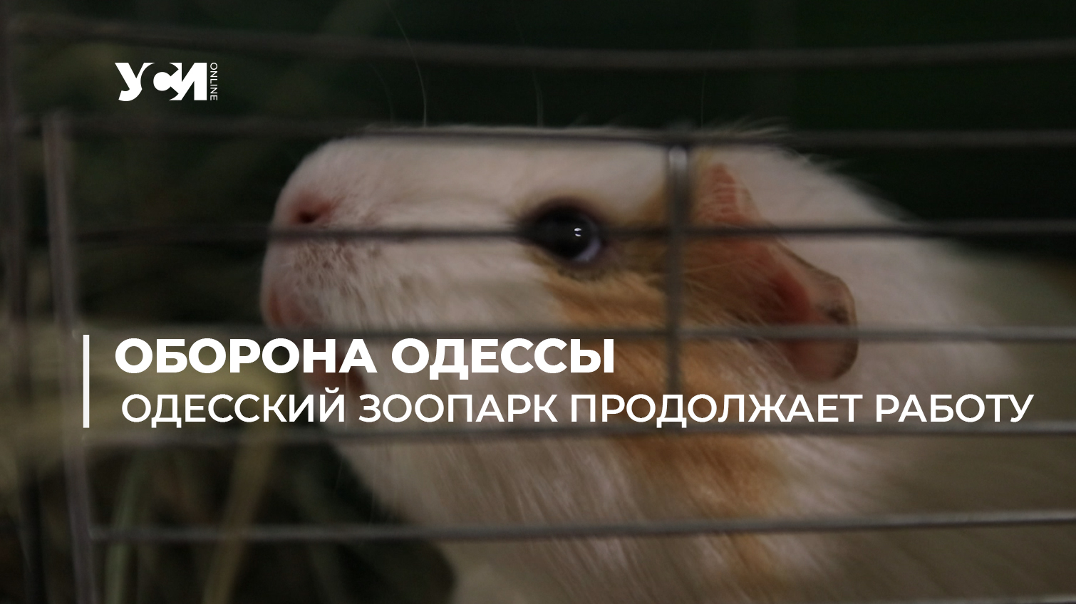 Зоопарк Одессы в условиях войны спасает животных (видео) «фото»