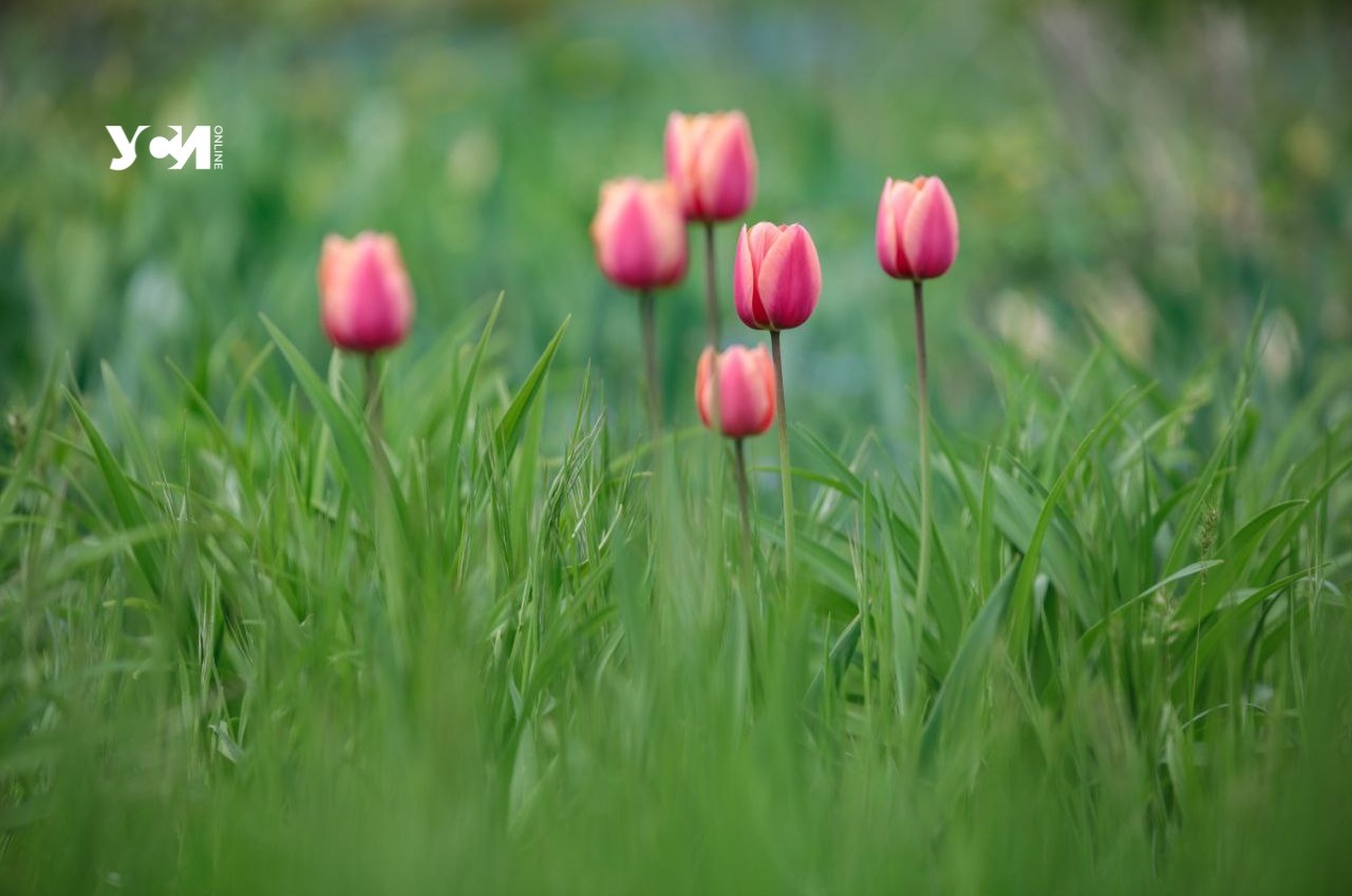 В Ботаническом саду Одессы замечено буйство весны (фото) «фото»