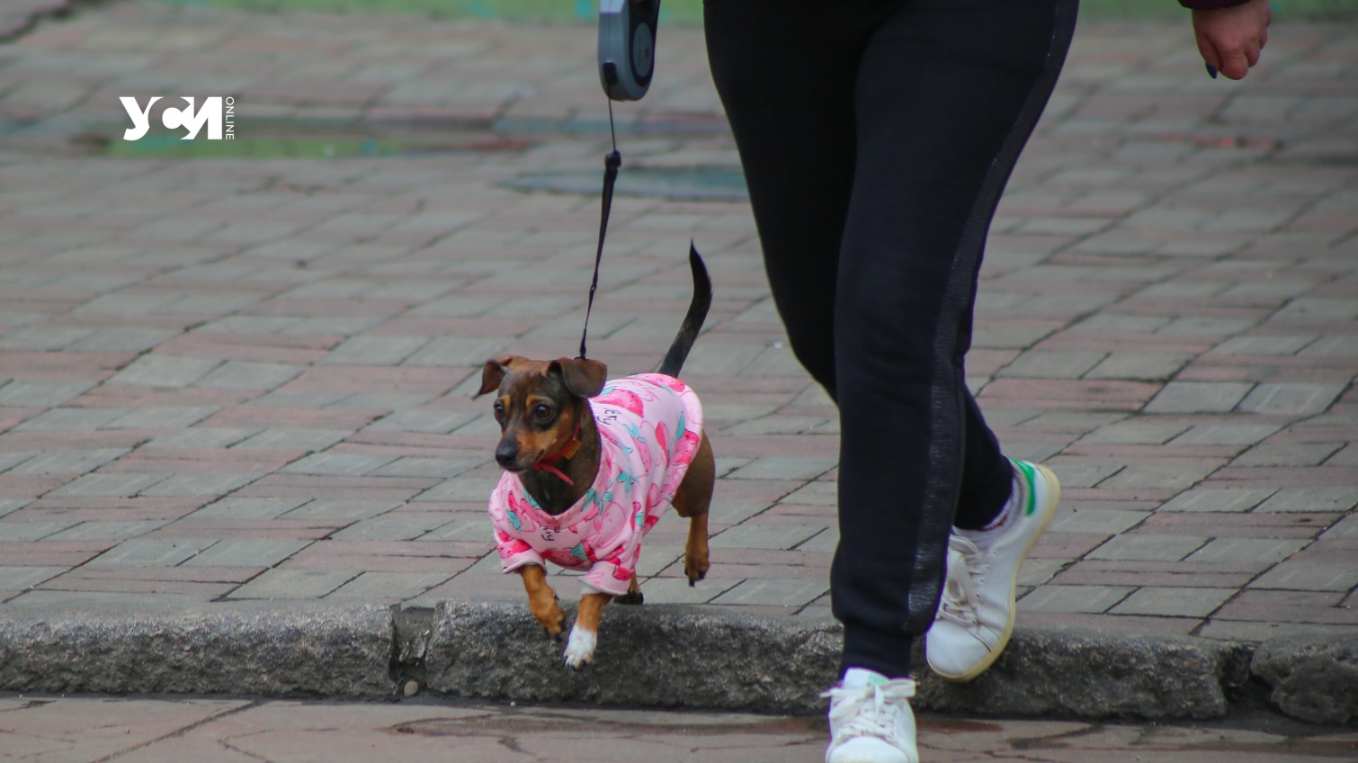 В Одессе рассказали, как выгуливать собак во время длинного комендантского часа «фото»