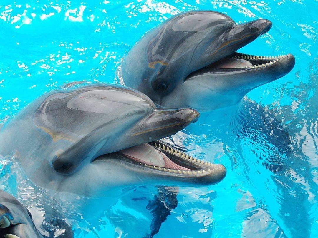 Из Харькова в Одессу эвакуируют дельфинов, морских львов и котиков «фото»