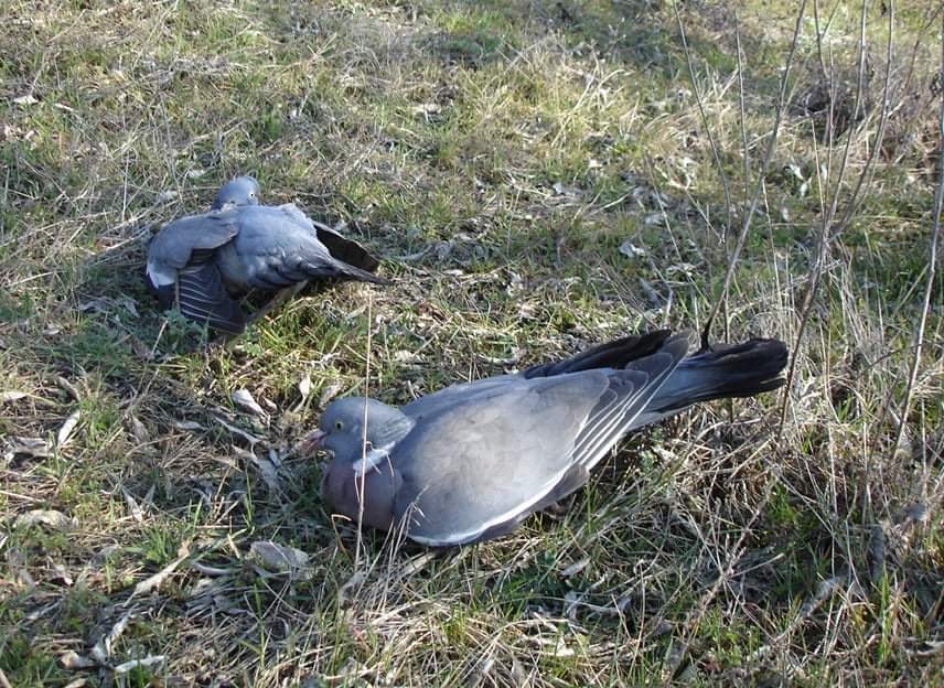 Массовая гибель птиц и животных в Одесской области вызвана отравлением пестицидами «фото»