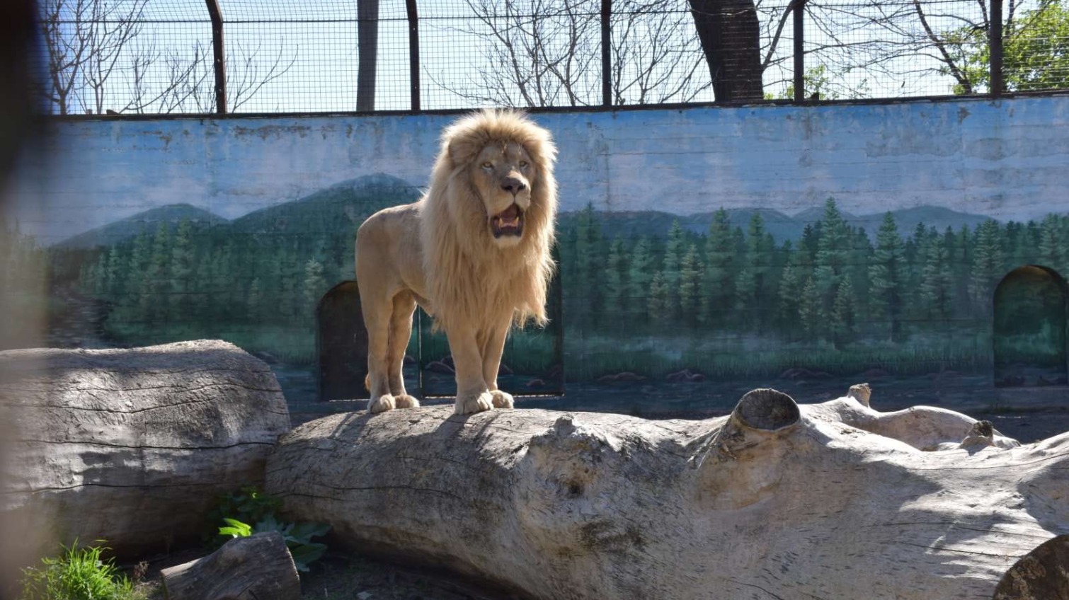 Харьковские львы готовы к встрече с одесситами (фото) «фото»