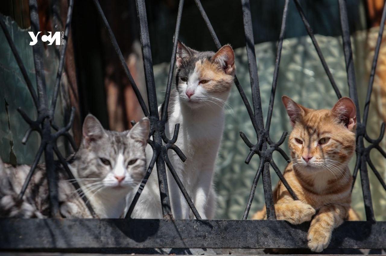 Коты-модники, компанейские, домашние и уличные: как живут хвостатые в прифронтовой Одессе (фото) «фото»