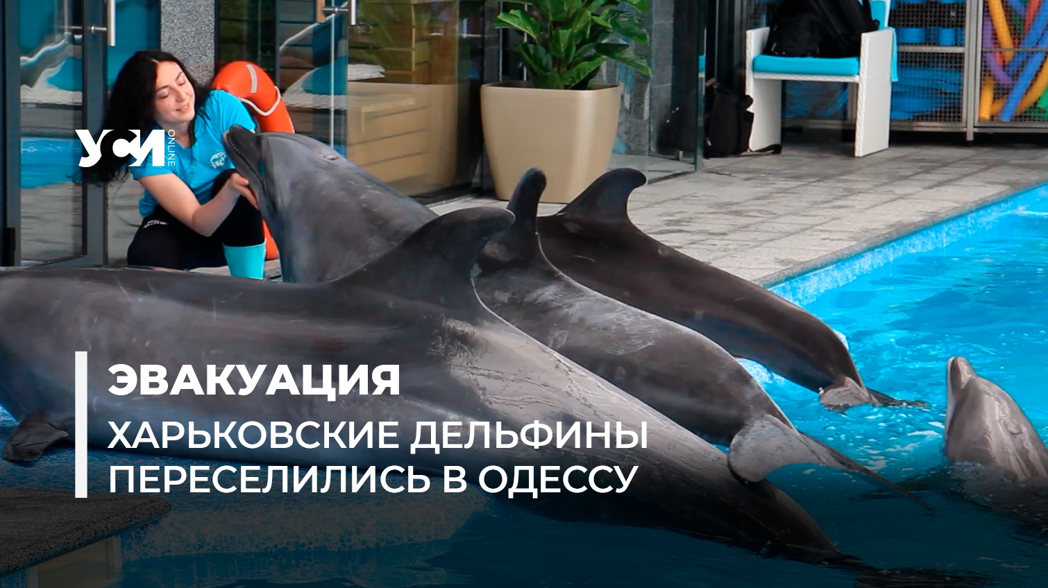 В Одесский дельфинарий привезли дельфинов, морских львов и котиков из Харькова (фото, видео) «фото»