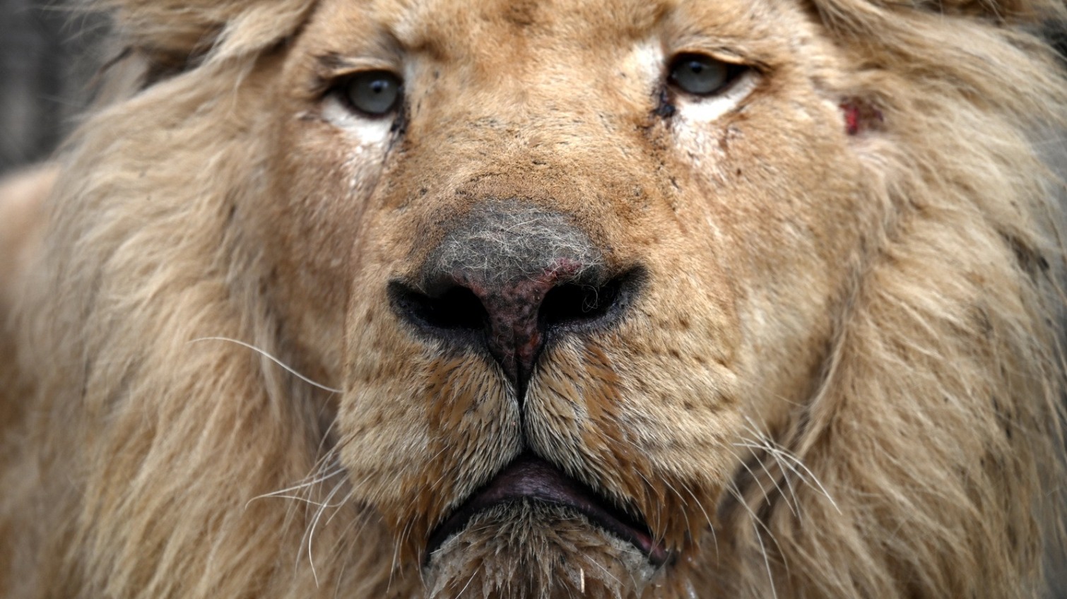 В Одессу привезли львов из обстрелянного харьковского ЭкоПарка (фото) «фото»