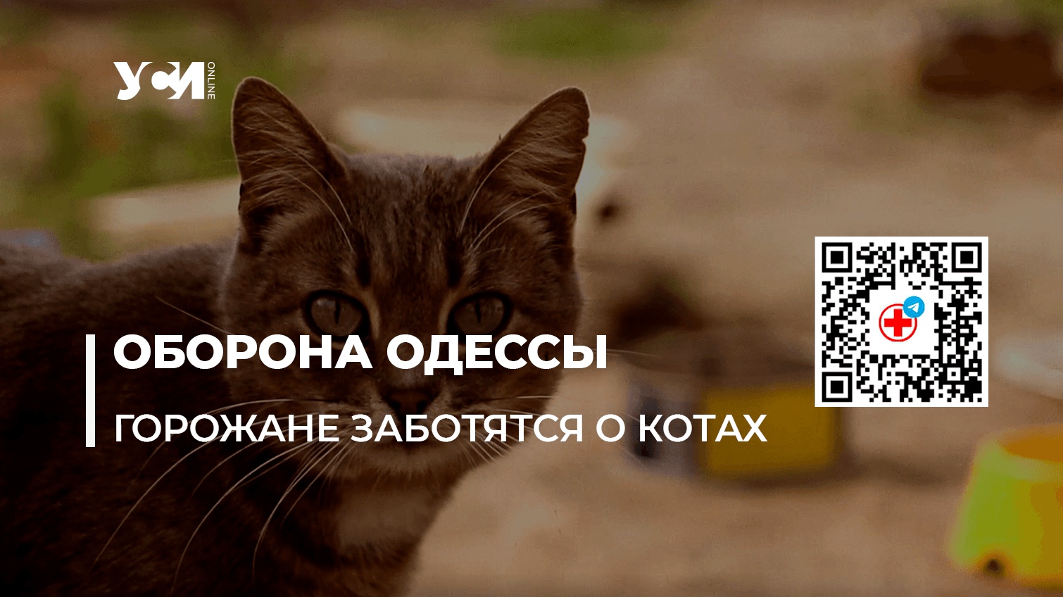 Оборона Одессы: горожане заботятся о котах (видео) «фото»