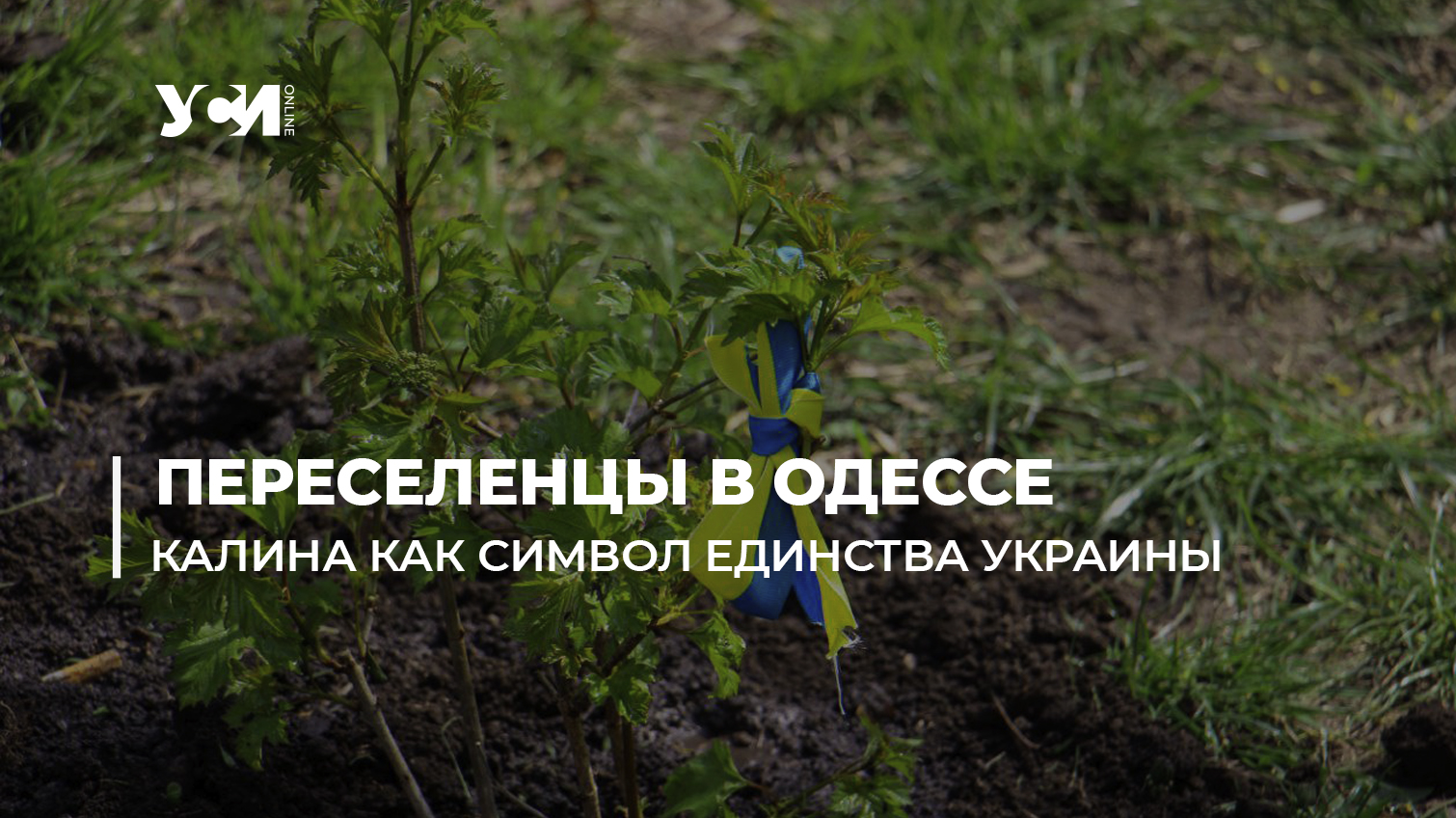 Мы украинцы – этого никто не изменит: в знак единства в Одессе высадили деревья калины (фото, видео) «фото»