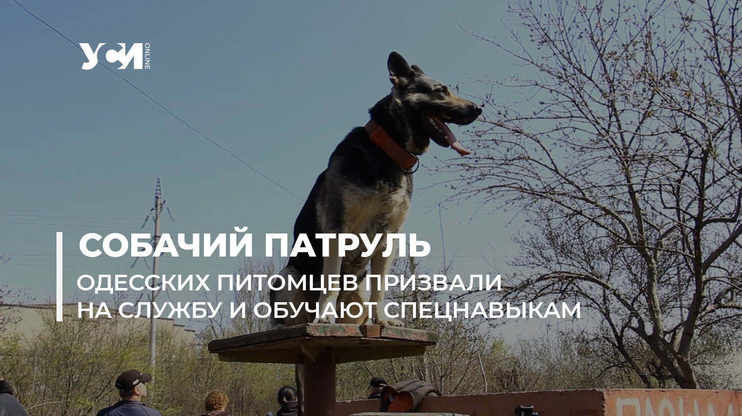 Собачий патруль: одесских питомцев призвали на службу и обучают специальным навыкам (фото, видео) «фото»