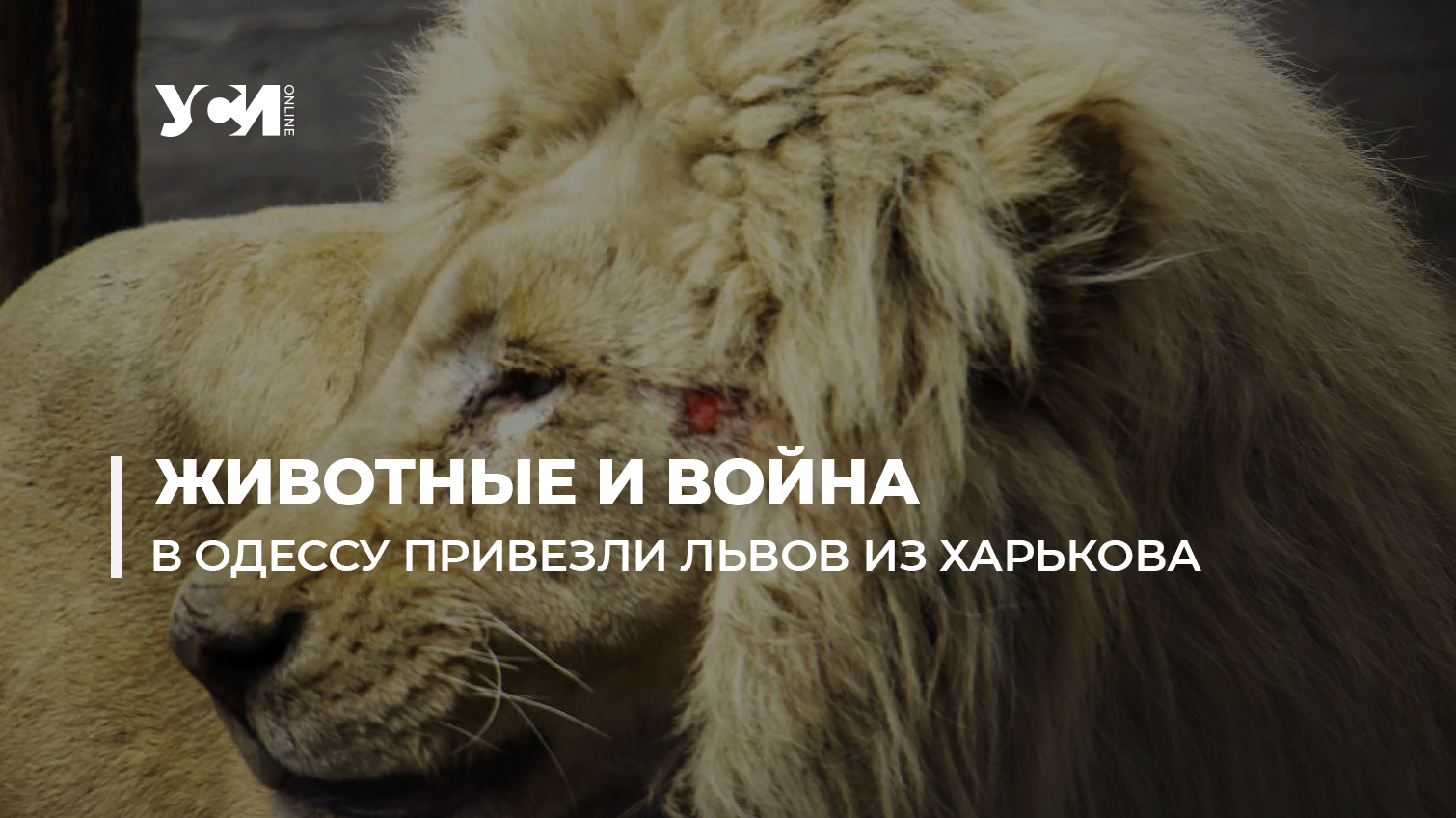 Харьковские львы в Одесском зоопарке: как добирались и что будет дальше (фото, видео) «фото»