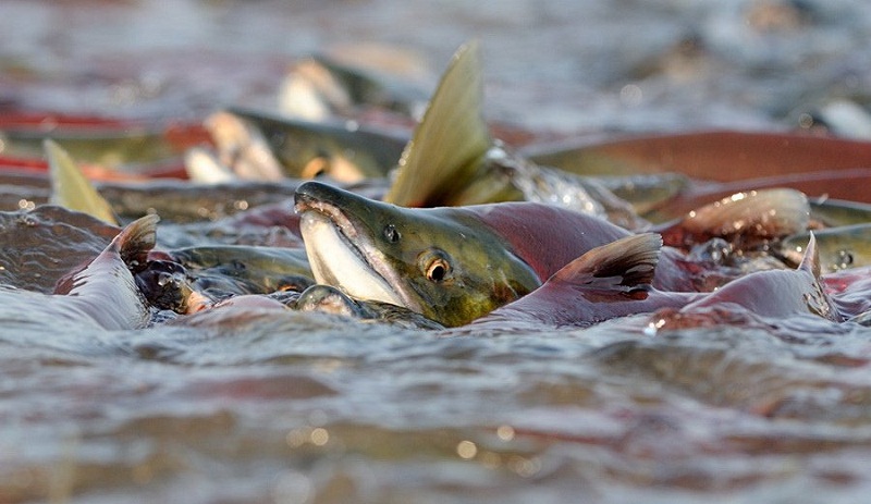 Нерест: сегодня начинается запрет на лов рыбы в Одесской области «фото»