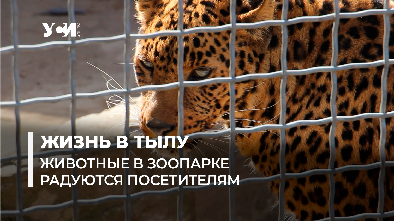 Чтобы забыть о сиренах: как принимает гостей Одесский зоопарк (видео) «фото»