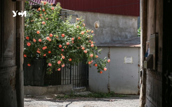 Май на Молдаванке: цвет акаций, пух, буйство запахов и красок (фото) «фото»